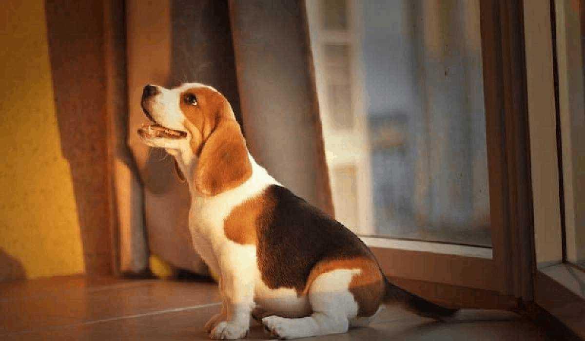 Pet parent with a newly adopted pet at home