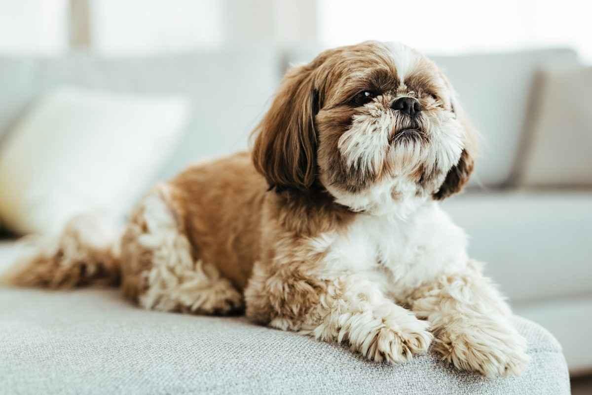 Dog indoors during a wellness check moment