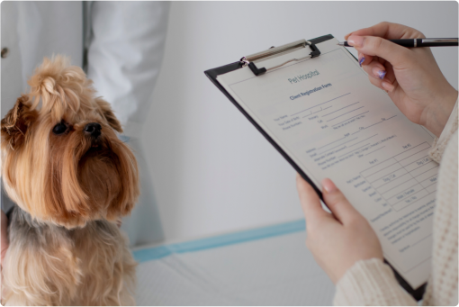 Clinic image with a dog