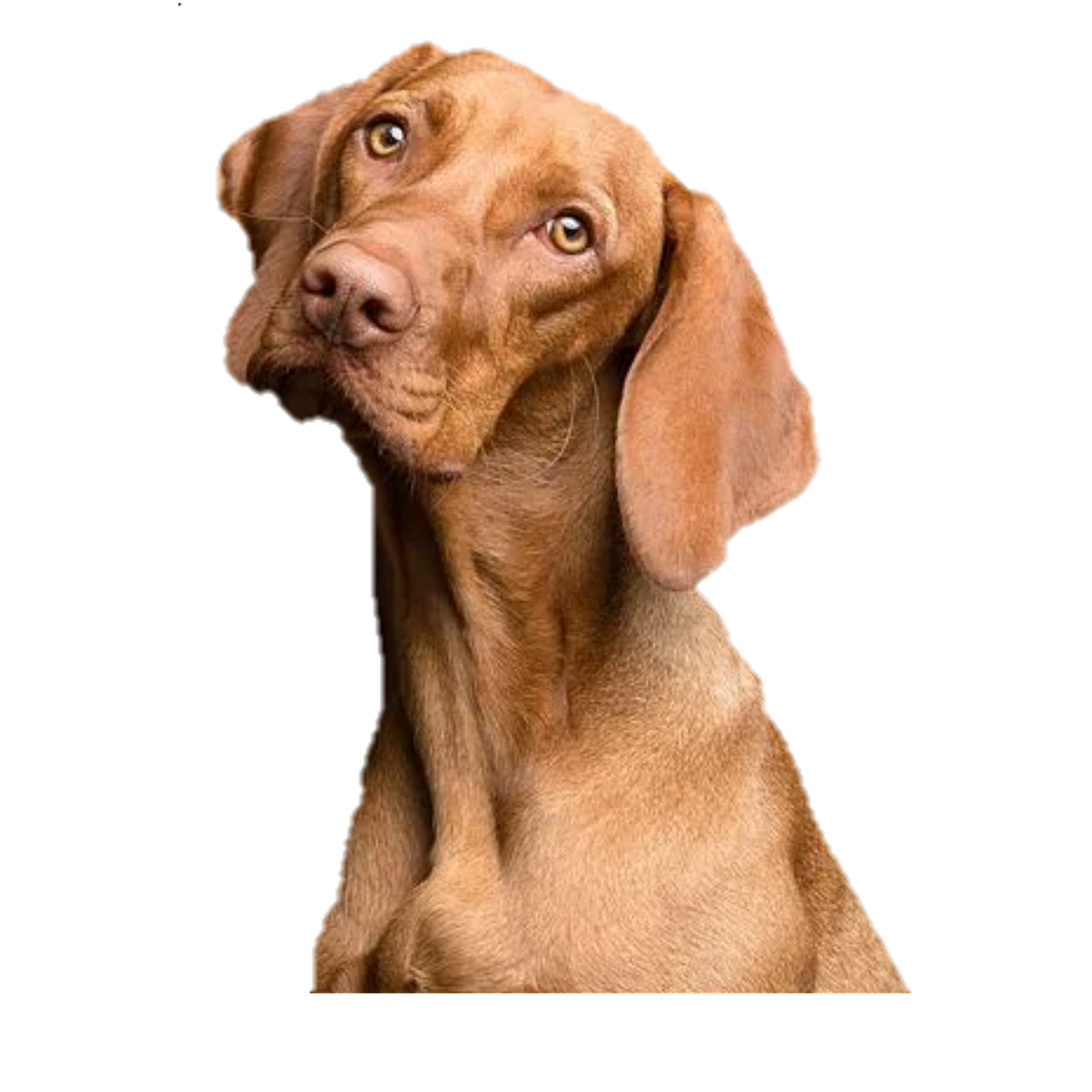 Dogs. img