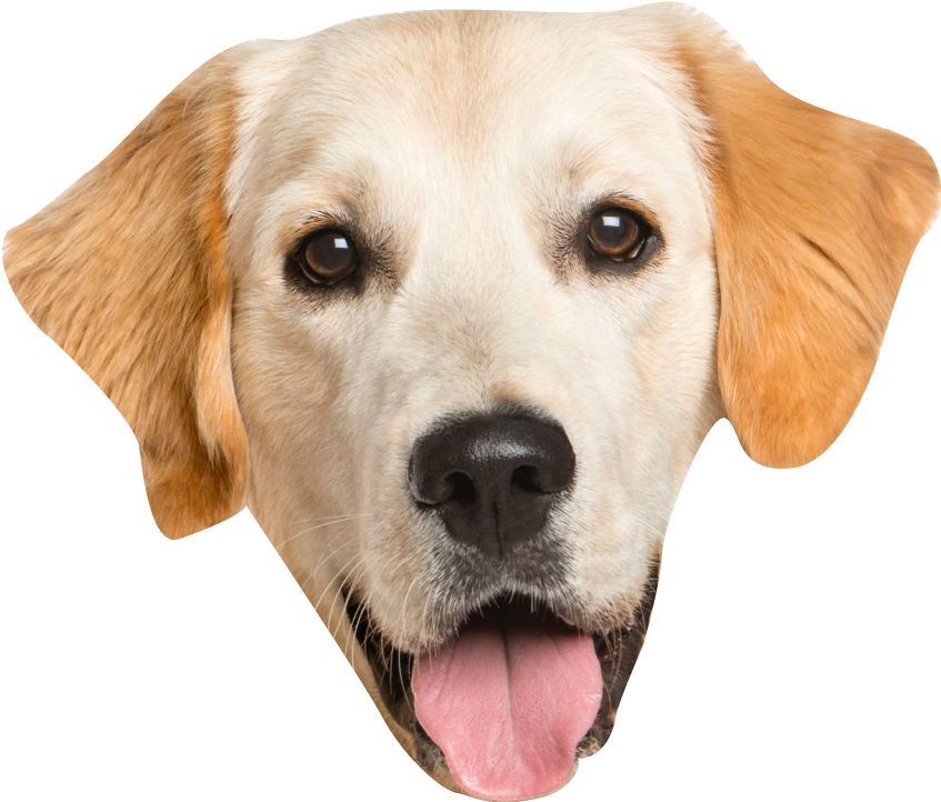 Dog img